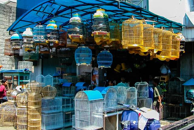 Harga Pasaran Burung Setiap Daerah  Hewan Indonesia dan 