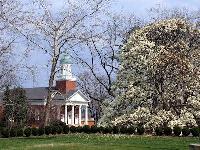 a magnolia tree in bloom I magnolia tree in bloom. a magnolia tree in bloom I