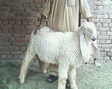 Bakra Eid 2013,Camel Qurbani,Eid Al Adha Mubarak,Cow 