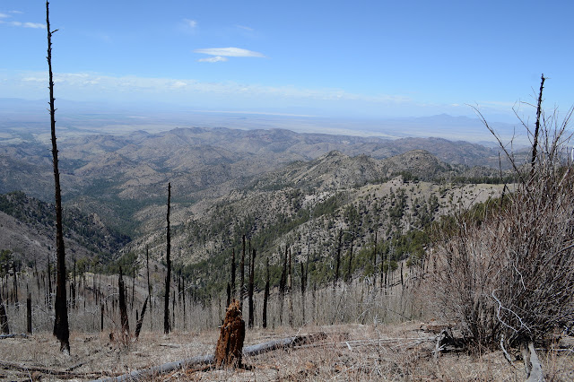 gully of a valley through dead trees