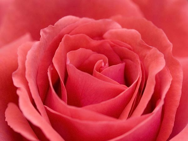 wallpapers of flowers roses. red rose wallpapers