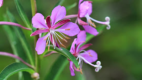 Chamerion angustifolium (Fireweed)