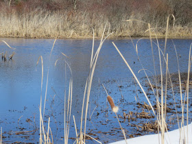 blue water in a small pond with cattails