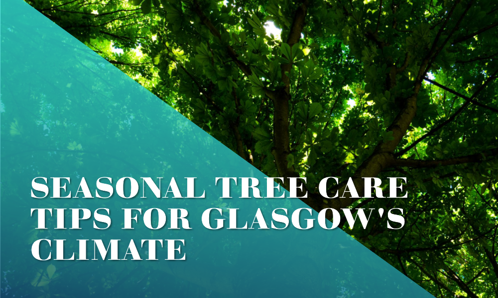 Seasonal Tree Care What Your Trees Need in Glasgow's Climate