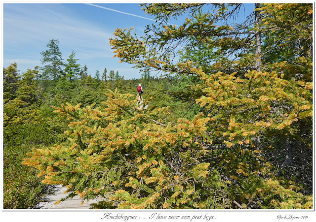 Kouchibouguac: ... I have never seen peat bogs...