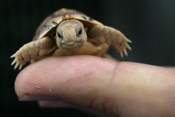 15 cutest endangered animals in the world, egyptian tortoise