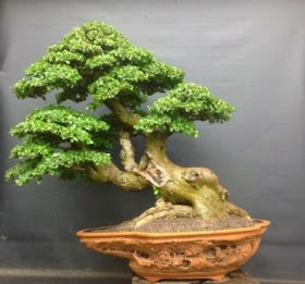 bonsai kaliage