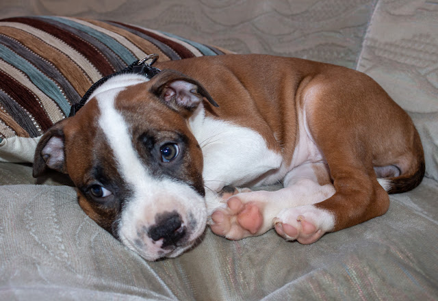 Photo of Ruby taking a rest on the seating in the dinette