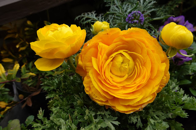 とっとり花回廊　ハナキンポウゲ (花金鳳花)