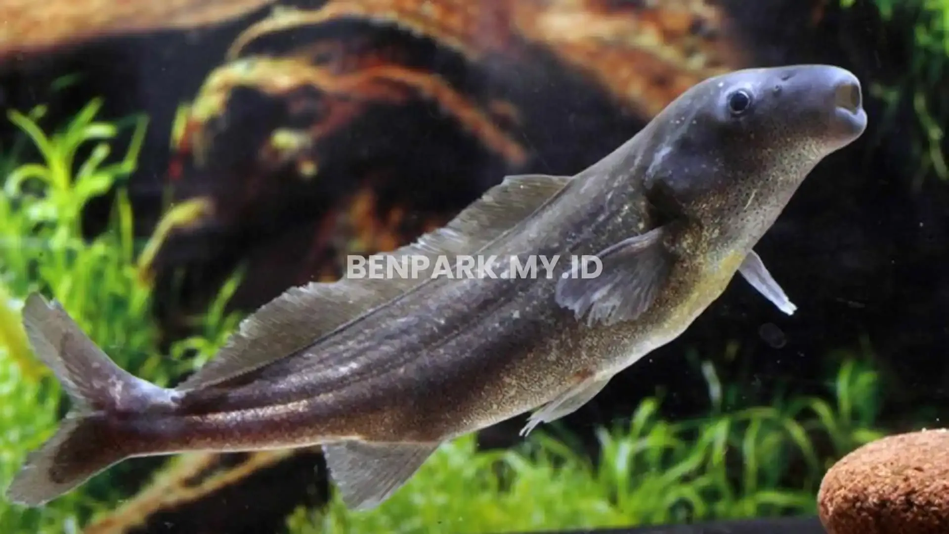 Eastern Bottlenose Mormyrid