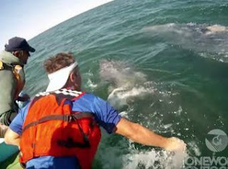A Momma Gray Whale Lifts Her Calf Out Of The Water To Meet Some Nearby Boaters