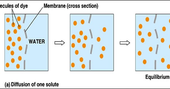 Contoh Difusi Osmosis - Job Seeker