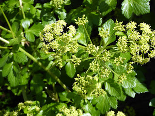 Alexanders (Smyrnium olusatrum)