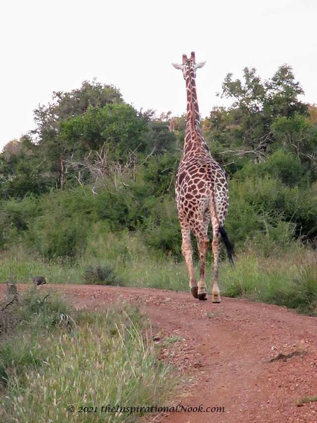 Giraffe, safari, Mosetlha Bush Camp, Madikwe Game Reserve, South Africa
