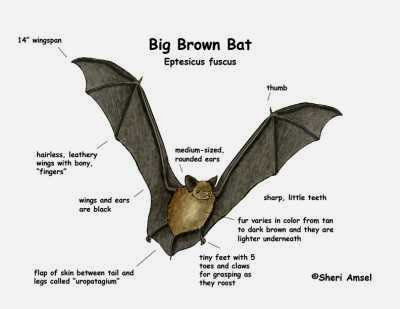 kelelawar big brown bat