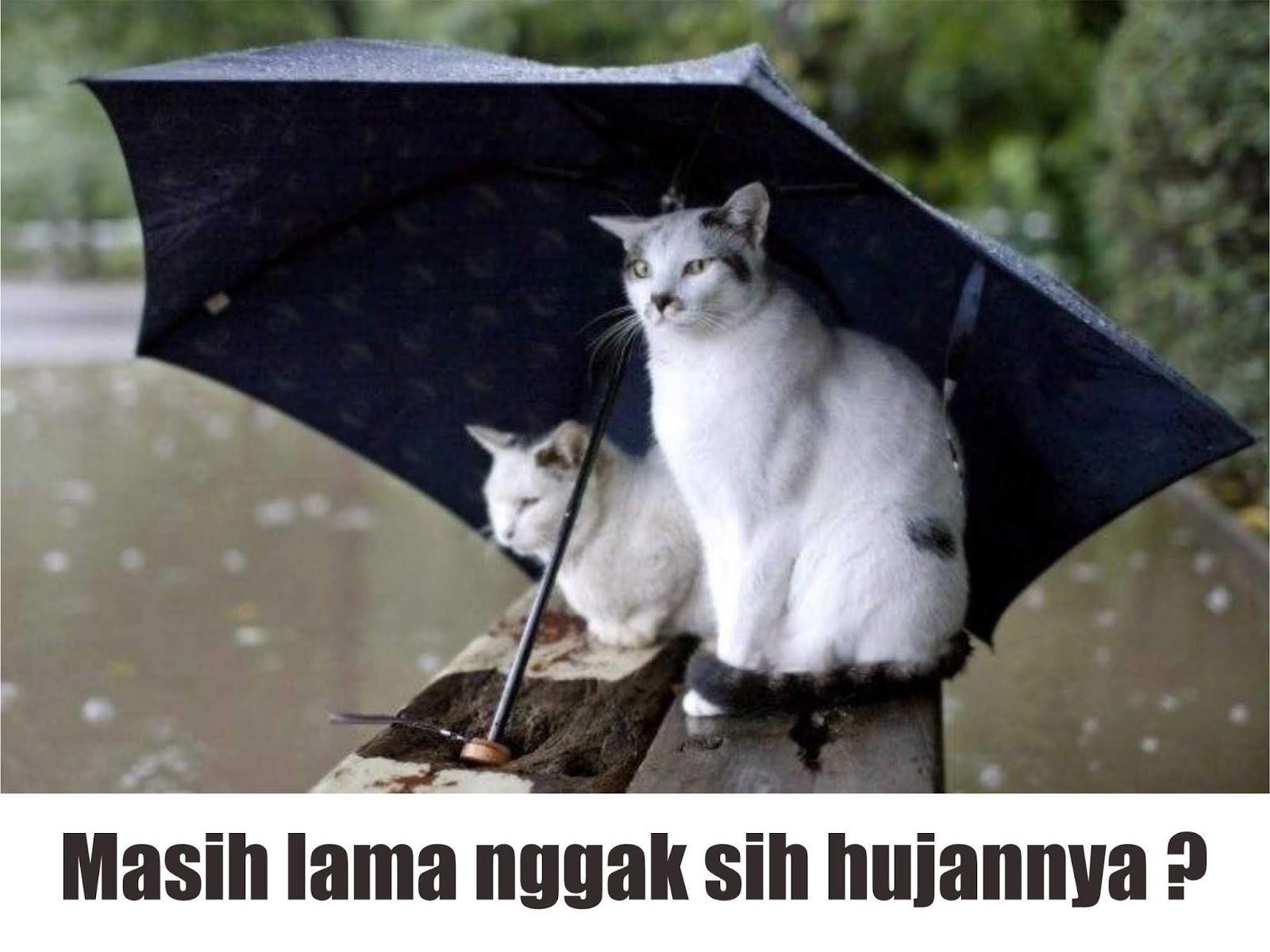 25 Meme Hujan Lucu Terbaru Paling Gokil Dan Kocak Gambar Lucu