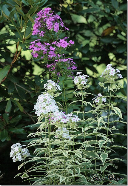 Phlox_NoraLeigh_Nicky