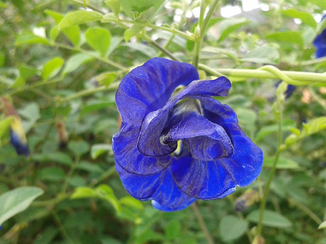 Pea Flower, Purple Color