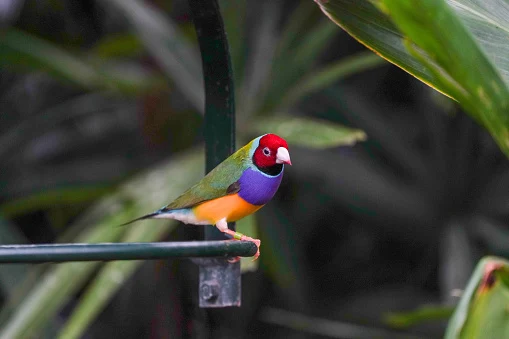 Goldian Finch - The most beautiful bird pictures - The most beautiful bird pictures - NeotericIT.com