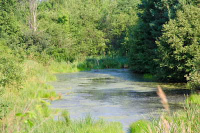 small pond in summertime