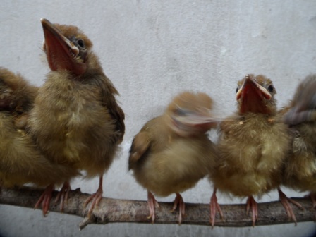 Pasar Burung Lolohan: Di jual burung cucak jenggot lolohan 