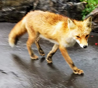 足早に歩くキタキツネ