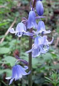 Spanish bluebell hybrid, Hyacinthoides x massartiana, the invader species.  Hayes, 15 April 2011.