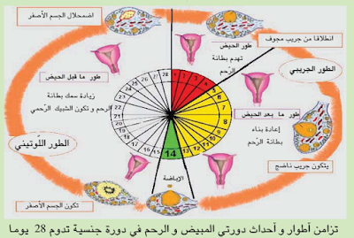 ملخ صات دروس علوم الحياة والأرض السنة التاسعة أساسي الدورة