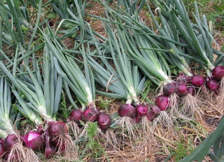 "bawang merah"