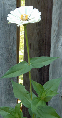 [Photo: Zinnia elegans 'Polar Bear']