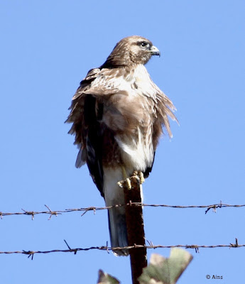 Common Buzzard