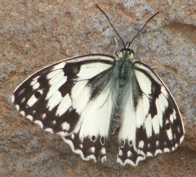 black and white butterfly pictures. Black And White Butterfly And