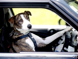 New Zealand’s Driving Dogs