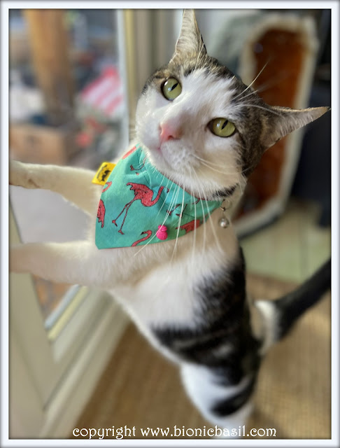 The BBHQ Midweek News Round-Up ©BionicBasil® Melvyn's Modelling The Next Top Bandana Pick Pink Flamingos, Melvyb the cat modelling the pink flamingos bandana, top model, catwalk, runway, modelling