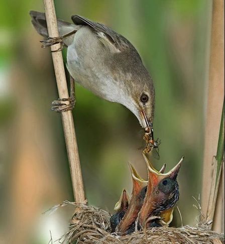 bird photography