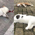 Cats And Dogs Are Thrown Off The Building After Fake News Circulating Animals Can Spread Wuhan Virus