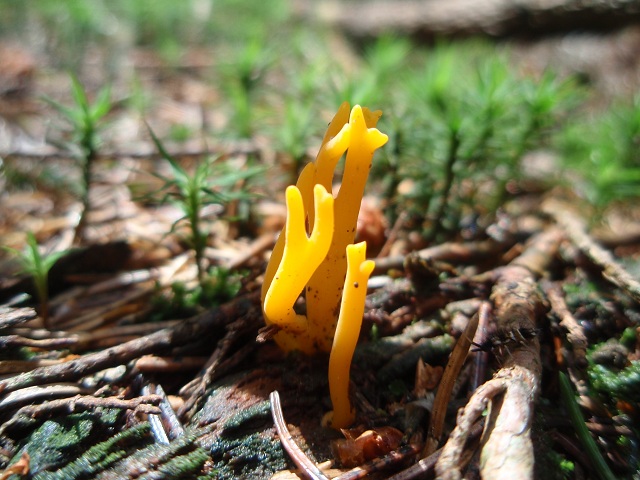 Calocera viscosa