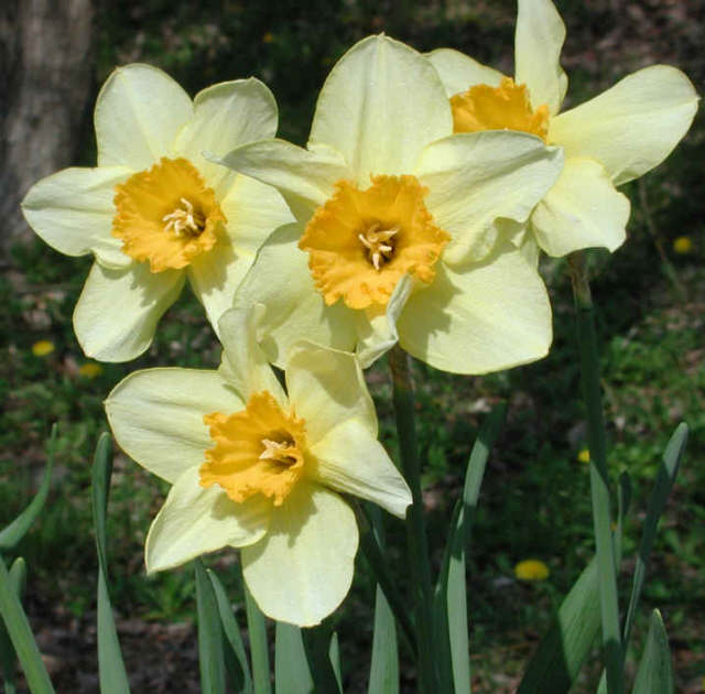 Bluebells and Daffodils e