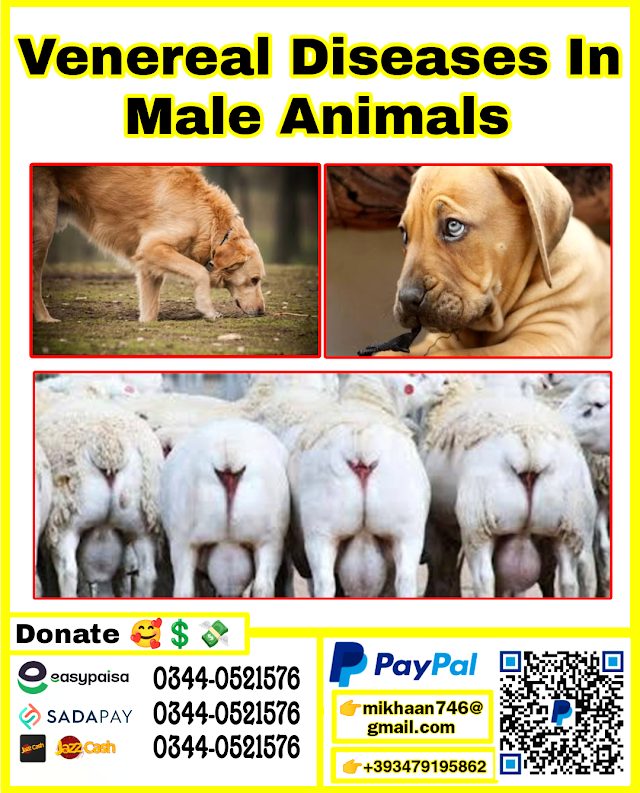 Venereal Diseases In Male Animals Full Pdf Free Download