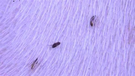 A pile of dead fleas after using a flea bomb