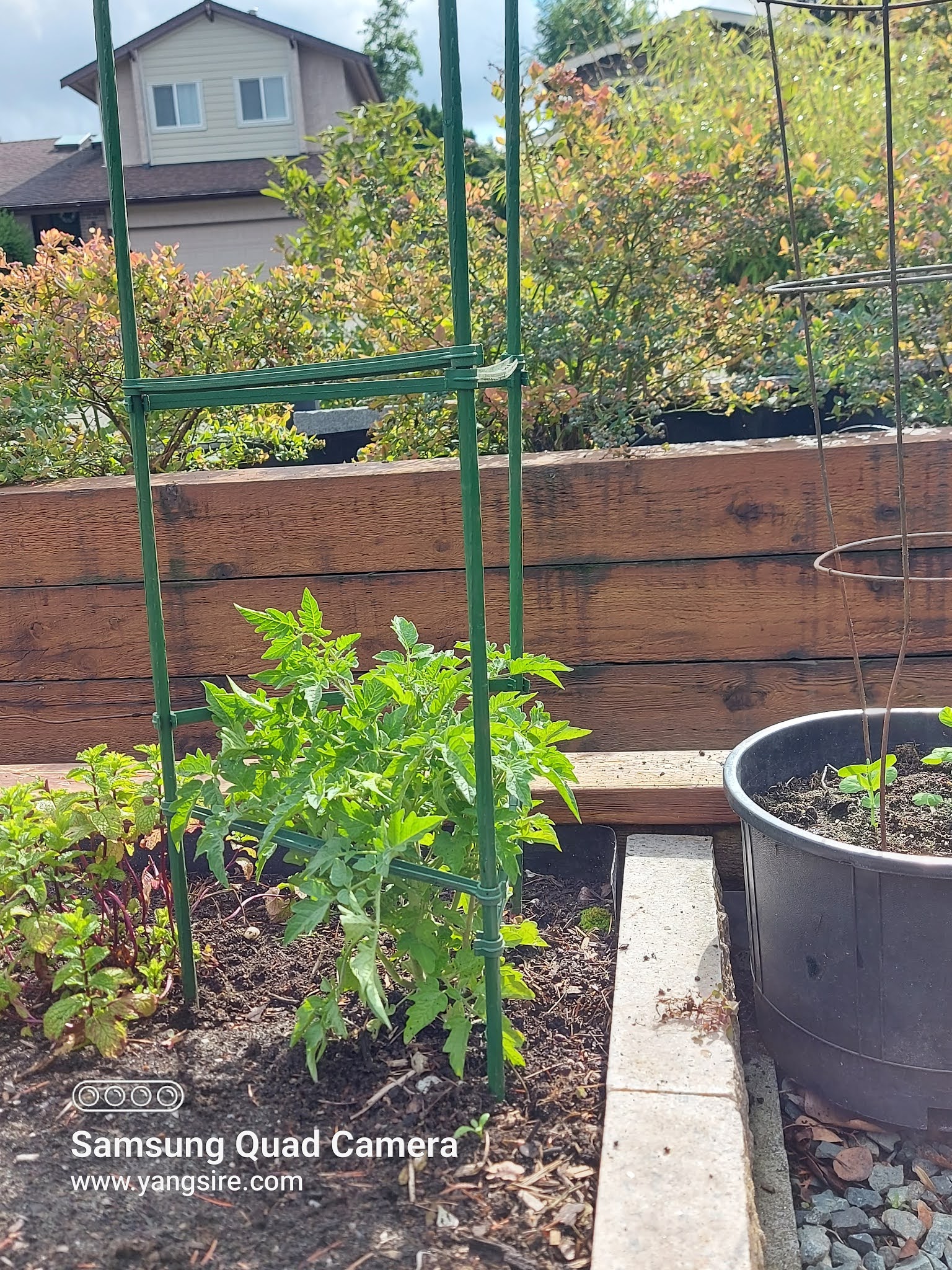 Tomatoes in my garden