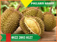 Bibit Durian Genjah,Bibit Durian Gapu,Bibit Durian Golden King,Bibit Durian Unggul Di Jakarta,Bibit Durian Unggul Di Samarinda,Bibit Durian Wonogiri,Bibit Durian Wonosalam,Bibit Durian Wonosobo,Bibit Durian Yg Cepat Berbuah,Bibit Durian Yg Bagus