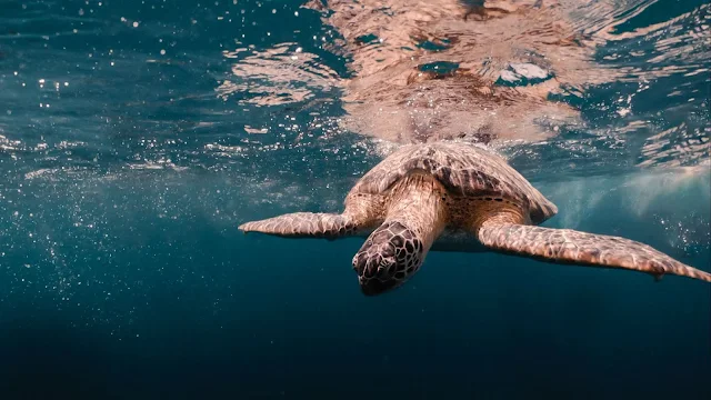 Sea Turtle, Sea, Underwater, Life