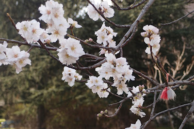 the way a martenitza is tied to a tree when ones sees the first spring bird