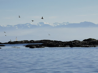 Migratory geese over Discovery Island