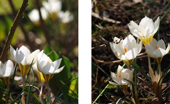 Hvide krokus i haven giver fortryllende forårsstemning til haverummene