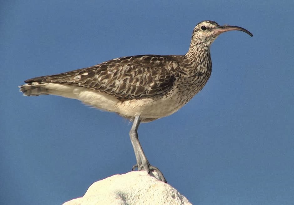 Bristled thighed curlew