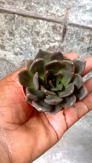  Acredito que a verdinha seja um Sedum, e a roxa, que seja alguma espécie de Echeveria, mas isso é apenas um chute no escuro. Pesquisarei mais e talvez chegue a algo um pouco mais preciso.