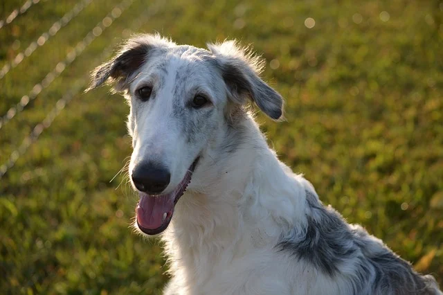 Giống chó Borzoi