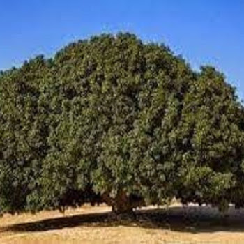 Pohon Sahabi sebuah pohon yang pernah dijadikan tempat berteduh Nabi Muhammad SAW